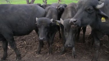 Genç bir su bufalosunun yakın çekimi, meraklı gözleri ve çamurlu burunlu bir burunla başka bir grubun arasından bakarak doğal ortamdaki nazik ifadesini vurguluyor..