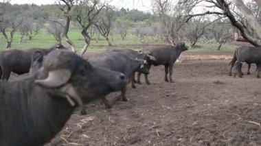 Arka planda ağaçlar olan çamurlu bir tarlada duran siyah su bufalolarının yakın çekimi. Ön planda kısmen görülebilen bir bufalo daha var..