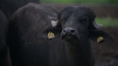 Genç bir su bufalosunun yakın çekimi, meraklı gözleri ve çamurlu burunlu bir burunla başka bir grubun arasından bakarak doğal ortamdaki nazik ifadesini vurguluyor..