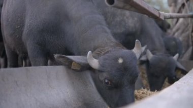 Odaklanmış gözleri ve sarı kulaklıkları olan, kafalarının detaylarını ve beslenme rutinlerini gösteren bir çiftlik ortamında yakalanan su buffalolarının yakın plan görüntüleri..