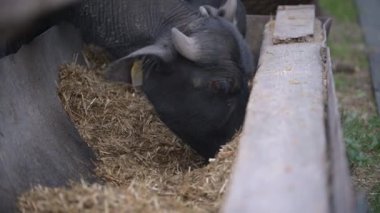 Odaklanmış gözleri ve sarı kulaklıkları olan, kafalarının detaylarını ve beslenme rutinlerini gösteren bir çiftlik ortamında yakalanan su buffalolarının yakın plan görüntüleri..