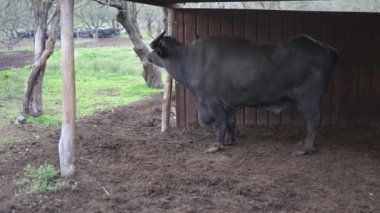 Arka planda ağaçlar olan çamurlu bir tarlada duran siyah su bufalolarının yakın çekimi. Ön planda kısmen görülebilen bir bufalo daha var..