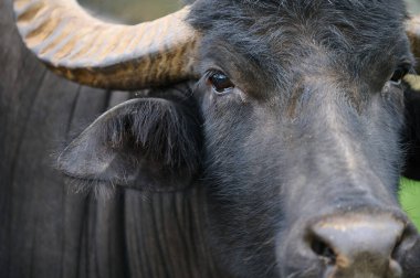 Bir su bufalosunun yüzü, boynuzu ve gözüne odaklanmış, kürkünün dokusunu ve boynuzlarını doğal bir arka plana karşı sergiliyor..