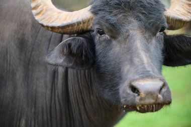 Bir su bufalosunun yüzü, boynuzu ve gözüne odaklanmış, kürkünün dokusunu ve boynuzlarını doğal bir arka plana karşı sergiliyor..