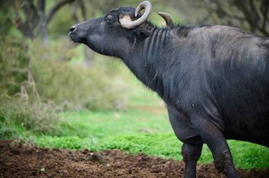 Büyük su bufalosu, sakin bir çiftlikteki ağaçlarla çevrili yeşil çimlerin üzerinde rahatça süzülüyor..
