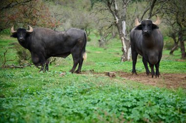 Çamurlu bir alanda iki su bufalosu, biri kameraya dönük, tuhaf bir duruş takınıyor, kulaklık takıyor, kırsal ve doğal bir çevrede ağaçlarla çevrili..