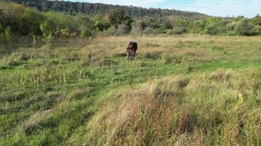 Çimenli bir tarlada duran koyu kahverengi bir at, arka planda yemyeşil bir orman, huzurlu bir kırsal kesimde güneşli bir günde. hava görünümü