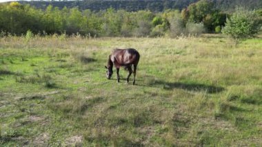Çimenli bir tarlada duran koyu kahverengi bir at, arka planda yemyeşil bir orman, huzurlu bir kırsal kesimde güneşli bir günde. hava görünümü