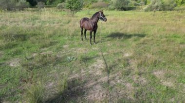 Çimenli bir tarlada duran koyu kahverengi bir at, arka planda yemyeşil bir orman, huzurlu bir kırsal kesimde güneşli bir günde. hava görünümü