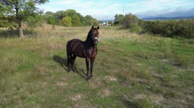 Çimenli bir tarlada duran koyu kahverengi bir at, arka planda yemyeşil bir orman, huzurlu bir kırsal kesimde güneşli bir günde. hava görünümü
