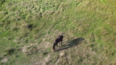 Çimenli bir tarlada duran koyu kahverengi bir at, arka planda yemyeşil bir orman, huzurlu bir kırsal kesimde güneşli bir günde. hava görünümü