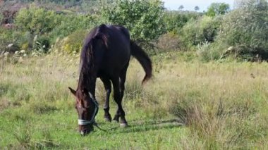 Koyu kahverengi bir at, yemyeşil bir tarlada uzun otların arasında yürüyor, kuyruğu havada süzülüyor, doğal bir orman manzarasıyla çevrili..