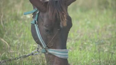 Uzun otların arasında otlayan kahverengi bir atın yakın çekimi, yele ve kulaklarının dokusunu yakalıyor, doğal bir çevre ile çevrili..