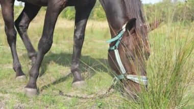 Uzun otların arasında otlayan kahverengi bir atın yakın çekimi, yele ve kulaklarının dokusunu yakalıyor, doğal bir çevre ile çevrili..