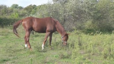 Güneşli bir günde, sakin, doğal bir manzaranın altında, uzun otlar ve ağaçlarla çevrili yeşil bir tarlada huzur içinde otlayan kahverengi bir at..