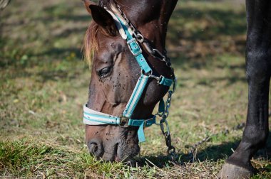 Koyu kahverengi bir at, yemyeşil bir tarlada uzun otların arasında yürüyor, kuyruğu havada süzülüyor, doğal bir orman manzarasıyla çevrili..