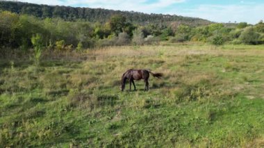 Çimenli bir tarlada duran koyu kahverengi bir at, arka planda yemyeşil bir orman, huzurlu bir kırsal kesimde güneşli bir günde. hava görünümü