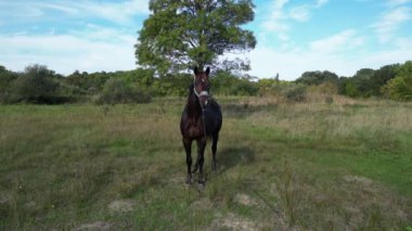 Çimenli bir tarlada duran koyu kahverengi bir at, arka planda yemyeşil bir orman, huzurlu bir kırsal kesimde güneşli bir günde. hava görünümü