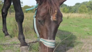Yeşil çimenlerde otlayan kahverengi bir atın yakın çekimi, kafasının ve ön bacaklarının altını çiziyor, zincirle bağlanmış, huzurlu bir kırsal alana kurulmuş..