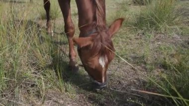 Yeşil çimenlerde otlayan kahverengi bir atın yakın çekimi, kafasının ve ön bacaklarının altını çiziyor, zincirle bağlanmış, huzurlu bir kırsal alana kurulmuş..