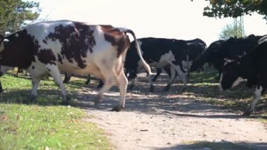 Kırsal bir toprak yolda yürüyen inekler, doğal bir açık hava ortamında yakalanırlar.