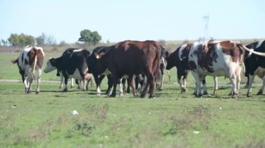 Kırsal bir toprak yolda yürüyen inekler, doğal bir açık hava ortamında yakalanırlar.
