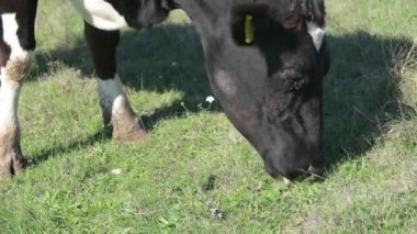 Açık bir çayırda otlayan inek, kafasının yakın görüntüsü ve yeşil çimlerde toynaklar. Tarım, tarım ve kırsal temalı görseller için mükemmel..