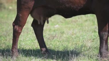 Yeşillikteki süt ineklerinin meme uçlarının yakından görüntüsü. Görüntü, ineğin alt kısmının çamurlu toprakta durduğunu gösteriyor. Tarım ve süt üretimini temsil ediyor..