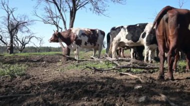 Aydınlık bir günde doğal ışık altında yakalanan, meraklı ifadelerini ve detaylı işaretlerini gösteren, bir çiftlik ortamında yan yana duran ineklerin yakın çekimi..