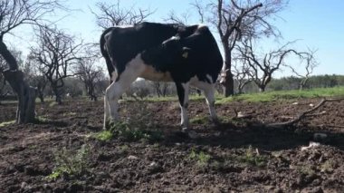 Aydınlık bir günde doğal ışık altında yakalanan, meraklı ifadelerini ve detaylı işaretlerini gösteren, bir çiftlik ortamında yan yana duran ineklerin yakın çekimi..