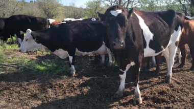 Aydınlık bir günde doğal ışık altında yakalanan, meraklı ifadelerini ve detaylı işaretlerini gösteren, bir çiftlik ortamında yan yana duran ineklerin yakın çekimi..