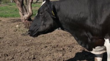 Aydınlık bir günde doğal ışık altında yakalanan, meraklı ifadelerini ve detaylı işaretlerini gösteren, bir çiftlik ortamında yan yana duran ineklerin yakın çekimi..