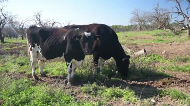 Aydınlık bir günde doğal ışık altında yakalanan, meraklı ifadelerini ve detaylı işaretlerini gösteren, bir çiftlik ortamında yan yana duran ineklerin yakın çekimi..