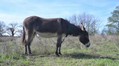 Bir eşek güneşli bir günde yeşil bir tarlada duruyor. Arka planda ağaçlar ve çimenler görülebiliyor. Huzurlu bir kırsal alan oluşturuyor..