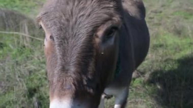 Mavi bir gökyüzüne ve arka planda ağaçlara karşı uzun kulaklı eşeklerin yakın çekimi. Eşek doğal bir ortamda, sakin bir atmosfer yaratıyor.
