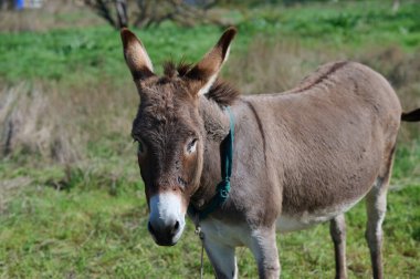 Yeşil bir tarlada duran uzun kulaklı kahverengi bir eşek. Bulanık arkaplan eşeğin yüzüne ve ifadesine odaklanmayı artırır