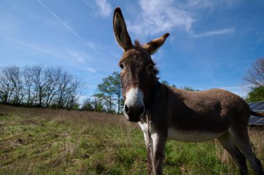 Yeşil bir tarlada duran uzun kulaklı kahverengi bir eşek. Bulanık arkaplan eşeğin yüzüne ve ifadesine odaklanmayı artırır