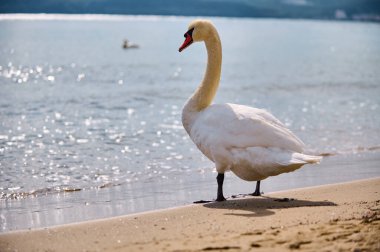 Sahilde suyun kenarında duran bir kuğu, ufka bakıyor. Suyun üzerinde parıldayan yansımalarla parlak güneş ışığı altında çekilen.