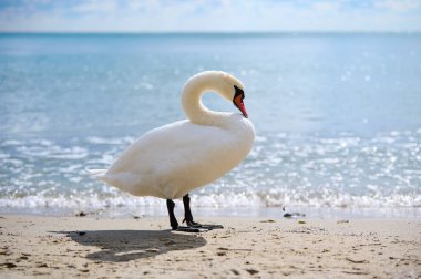 Sahilde suyun kenarında duran bir kuğu, ufka bakıyor. Suyun üzerinde parıldayan yansımalarla parlak güneş ışığı altında çekilen.