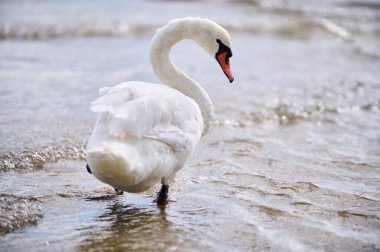 Suyun kenarında zarif bir şekilde duran bir kuğunun boynu gölün parıldayan dalgalarına doğru uzanıyordu. Bu sakin sahne doğanın güzelliğini ve kuşların barışçıl davranışlarını yansıtıyor..