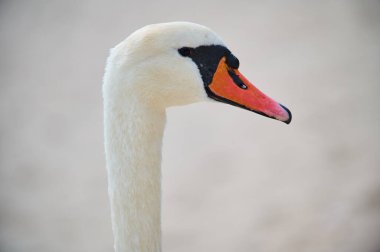 Close-up portrait of a swan by the water, showcasing its elegant long neck and bright orange beak. The serene background emphasizes the birds graceful presence clipart