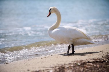 Sahilde suyun kenarında duran bir kuğu, ufka bakıyor. Suyun üzerinde parıldayan yansımalarla parlak güneş ışığı altında çekilen.