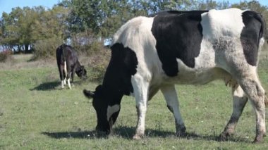 Açık yeşil bir alanda huzur içinde otlayan tek bir inek. Parlak bir gökyüzü altında sakin bir kırsal görüntü yakalıyor, doğanın ve çiftlik hayatının basitliğini ve güzelliğini vurguluyor..