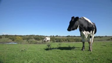 Açık yeşil bir alanda huzur içinde otlayan tek bir inek. Parlak bir gökyüzü altında sakin bir kırsal görüntü yakalıyor, doğanın ve çiftlik hayatının basitliğini ve güzelliğini vurguluyor..