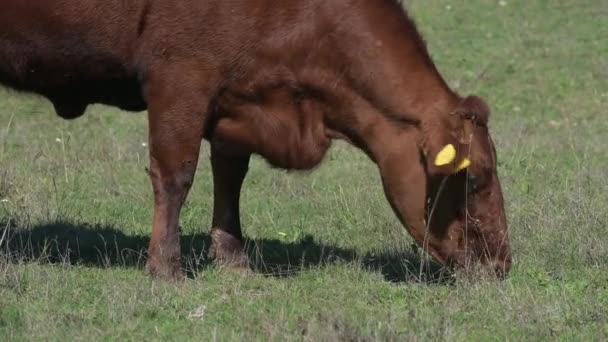 Vache broutant dans un pâturage ouvert, vue rapprochée de sa tête et des sabots sur l'herbe verte. Parfait pour les visuels agricoles, agricoles et ruraux.