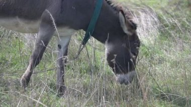 Yeşil bir tarlada duran uzun kulaklı kahverengi bir eşek. Bulanık arkaplan eşeğin yüzüne ve ifadesine odaklanmayı artırır