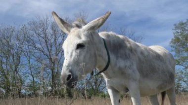 Gri bir eşek çimenli bir tarlada duruyor, yana bakıyor. Çevresindeki manzara, güneşli bir günde arka planda bazı çalılar ve ağaçlarla doğaldır.