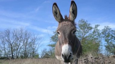 Mavi bir gökyüzüne ve arka planda ağaçlara karşı uzun kulaklı eşeklerin yakın çekimi. Eşek doğal bir ortamda, sakin bir atmosfer yaratıyor.
