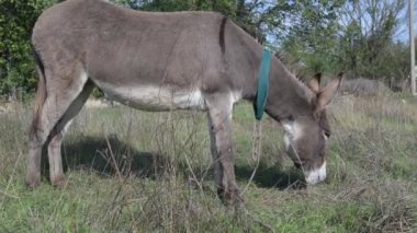 Bir eşek güneşli bir günde yeşil bir tarlada duruyor. Arka planda ağaçlar ve çimenler görülebiliyor. Huzurlu bir kırsal alan oluşturuyor..