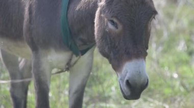 Yeşil bir tarlada duran uzun kulaklı kahverengi bir eşek. Bulanık arkaplan eşeğin yüzüne ve ifadesine odaklanmayı artırır